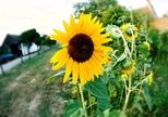 Sonnenblume